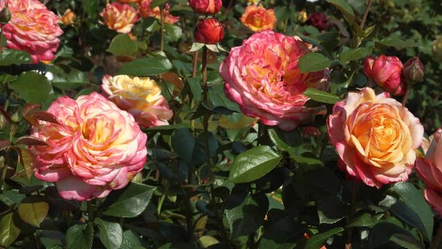 Close-up view of very beautiful bicolour roses in a plant nursery in nature. Yellow to pink hues hybrid English tea roses give the impression of orange queenly flowers in a summer garden.