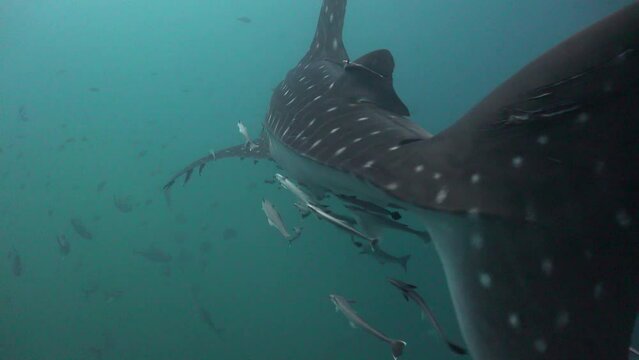 Whale shark (Rhincodon typus) filmed from above near the tail as it moves slowly through the water surrounded by remoras.