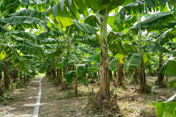 Tranquil Pathway in a Serene Thai Farm Lush Banana Trees amidst Stunning Rural Landscape