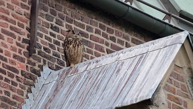 Eurasian eagle-owl (Bubo bubo) on a roof, Heinsberg, North Rhine-Westphalia, Germany