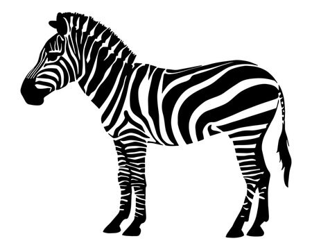 Zebra silhouette isolated on white background. Vector illustration