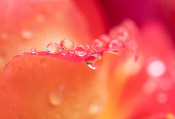 close-up water drops on yellow-red rose petal