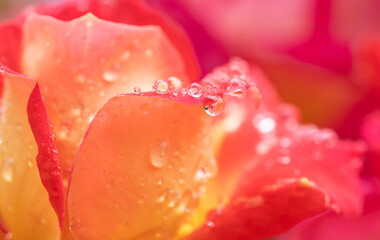 close-up water drops on yellow-red rose petal