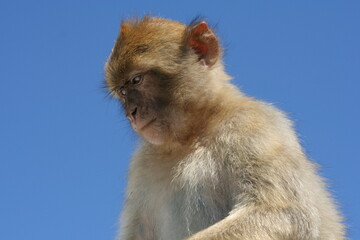 Retrato de macaco adolescente