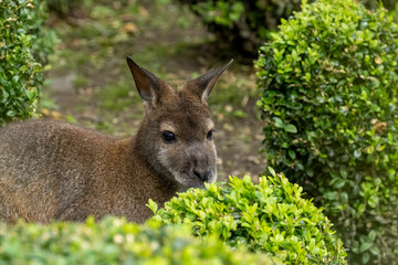 Fototapeta premium Wallaby peeking over a green bush
