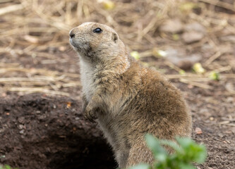 Black tailed prairie dog nibbling on food and looking around near the burrow