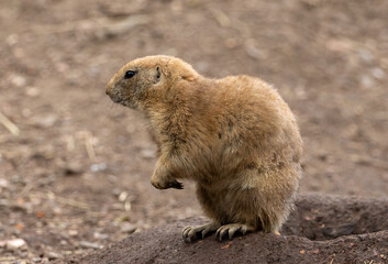 Black tailed prairie dog nibbling on food and looking around near the burrow