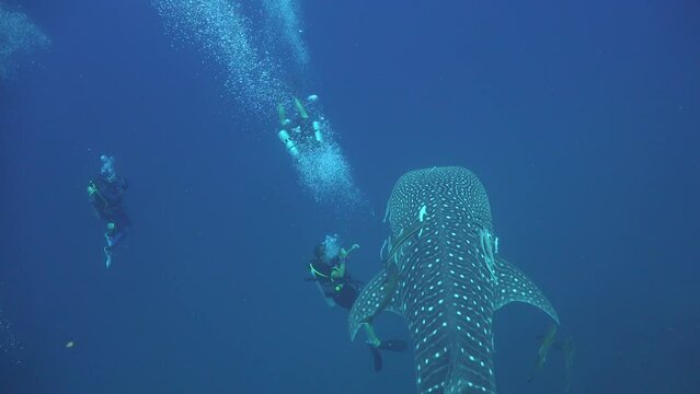 Whale shark (Rhincodon typus) approaches a group of three divers. One diver with twin tanks swims beneath it while the shark slowly nudges a third diver, who steadies its snout with one hand.