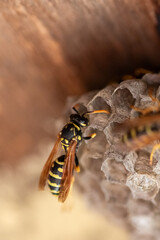 close up of European wasp (Vespula germanica) building a nest to start a new colony in wooden loft. macro shot with selective focus 