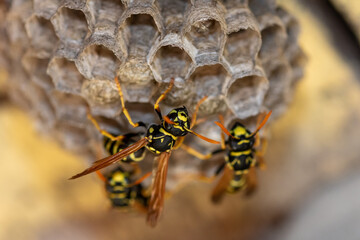 close up of European wasp (Vespula germanica) building a nest to start a new colony in wooden loft. macro shot with selective focus 