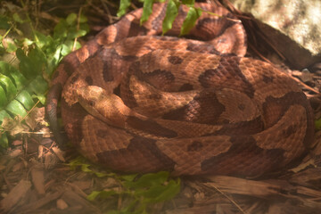 Hiding Scaled Northern Copperhead Snake Coiled Up