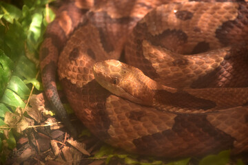 Northern Copperhead Snake Coiled Up Close Up