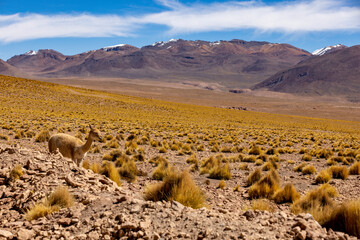 Watching a vicuna while driving the picturesque lagoon route through the remote Fauna Andina...