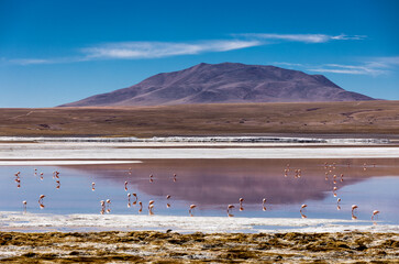 Lagoon route sight: Flamingos in the colorful Laguna Colorada in the remote Fauna Andina Eduardo Avaroa National Reserve in the Bolivian Altiplano; Traveling South America