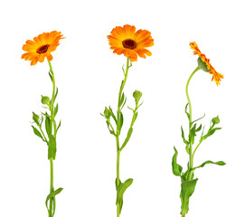Calendula officinalis flower isolated on white or transparent background. Marigold medicinal plant, healing herb. Set of three calendula flowers with leaves and stem. - obrazy, fototapety, plakaty