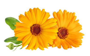Calendula officinalis flower isolated on white or transparent background. Marigold medicinal plant, healing herb. Two calendula flowers with green leaves. - obrazy, fototapety, plakaty