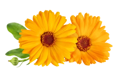 Tuinposter Calendula officinalis flower isolated on white or transparent background. Marigold medicinal plant, healing herb. Two calendula flowers with green leaves. © Olesia