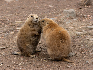 Black tailed prairie dogs playing together