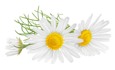 Chamomile flower isolated on white or transparent background. Camomile medicinal plant, herbal medicine. Three chamomile flowers and green leaves. - obrazy, fototapety, plakaty