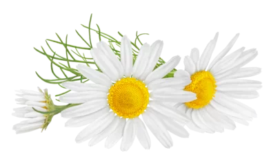 Foto op Plexiglas Chamomile flower isolated on white or transparent background. Camomile medicinal plant, herbal medicine. Three chamomile flowers and green leaves. © Olesia