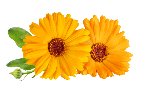 Calendula officinalis flower isolated on white or transparent background. Marigold medicinal plant, healing herb. Two calendula flowers with green leaves.