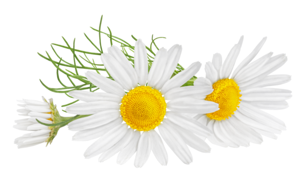 Chamomile flower isolated on white or transparent background. Camomile medicinal plant, herbal medicine. Three chamomile flowers and green leaves.
