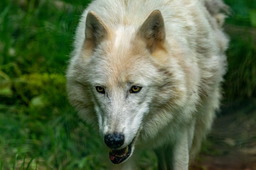 Beautiful close up of white arctic wolf