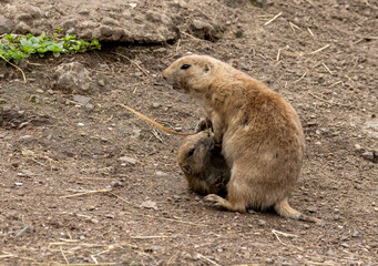 Black tailed prairie dogs playing together