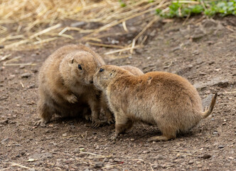 Black tailed prairie dogs playing together