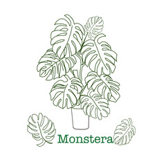 Monstera deliciosa