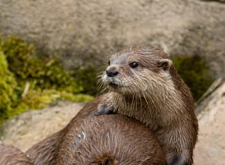 Asian short clawed otters playing together