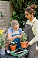 young afro American woman planting seedling in pot