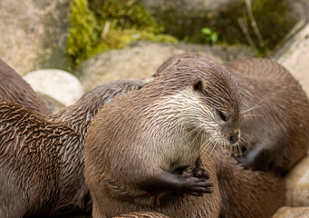 Asian short clawed otters playing together