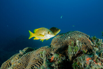 Marine life in open ocean and reef