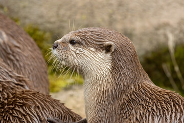 Asian short clawed otters playing together