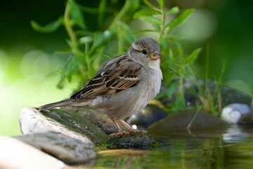 Juvenile sparrow by the water of the bird hole. Czechia. 