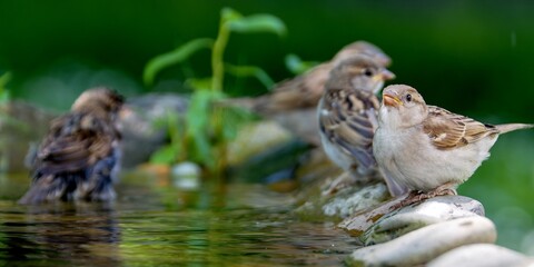 Juvenile sparrows by the water of the bird water hole. Czechia.