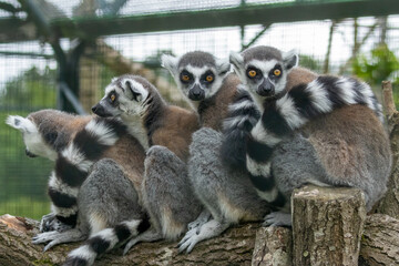 group of ring tailed lemurs snuggled up together on a branch