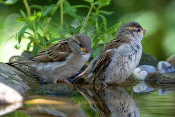 Two juvenile sparrows by the water of the bird water hole. Czechia.