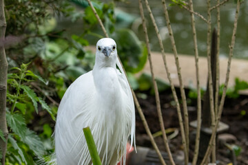 Little Egret bird standing amongst bushes