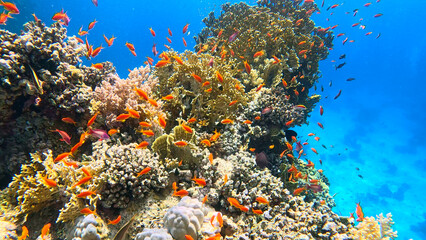 Fototapeta na wymiar Underwater Tropical Corals Reef with colorful sea fish. Marine life sea world. Tropical colourful underwater seascape.