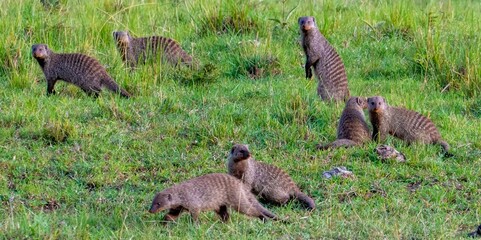 A herd of mongoose in the tall grass of the Maasai Mara reserve, Kenya