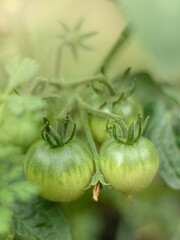 vegetables tomatoes in the garden. copy space
