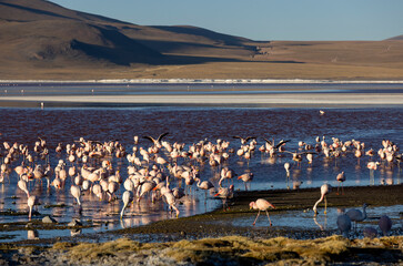 Lagoon route sight: Flamingos in the colorful Laguna Colorada in the remote Fauna Andina Eduardo Avaroa National Reserve in the Bolivian Altiplano; Traveling South America
