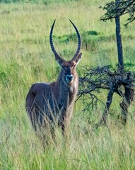 Antelope topi (Damaliscus lunatus jimela) in the Masai Mara National Park, Kenya