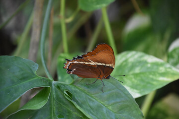 Fototapeta na wymiar Brown Butterfly with Wings Folded on a Leaf