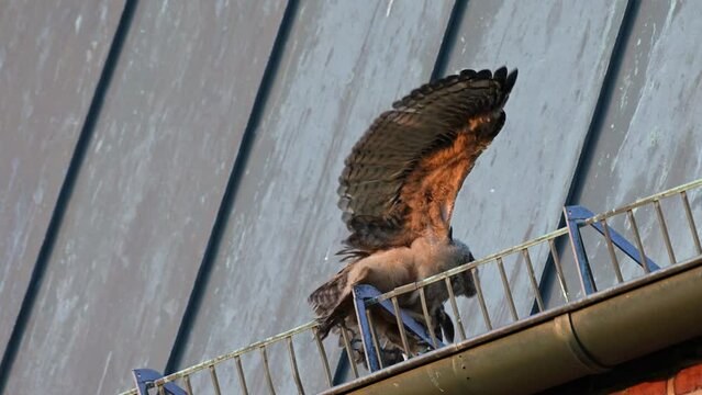 Eurasian eagle-owl (Bubo bubo), two fledglings on a roof of a church Heinsberg, North Rhine-Westphalia, Germany
