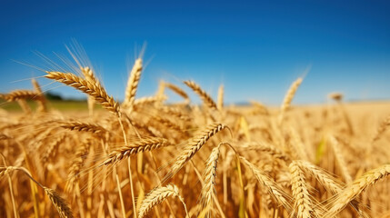 Fototapeta na wymiar Wheat field against blue sky, Generative AI
