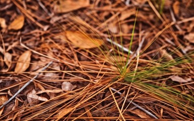 Dry pine needles on the ground and leaves. Autumn. Natural background. AI Generative