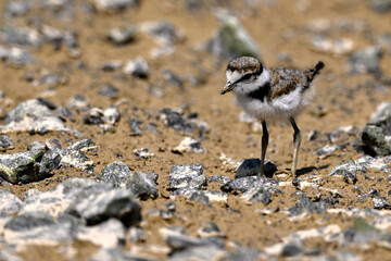 old Chic of the Little ringed plover // älteres Flussregenpfeifer-Küken (Charadrius dubius)